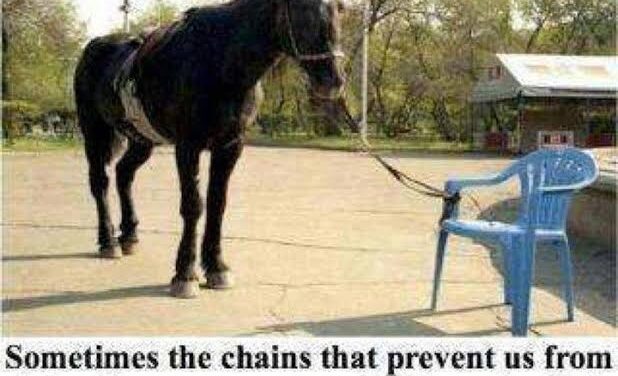 Horse tied to plastic chair